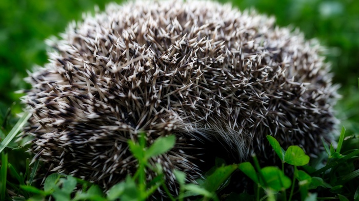 Hedgehog curled up in green grass