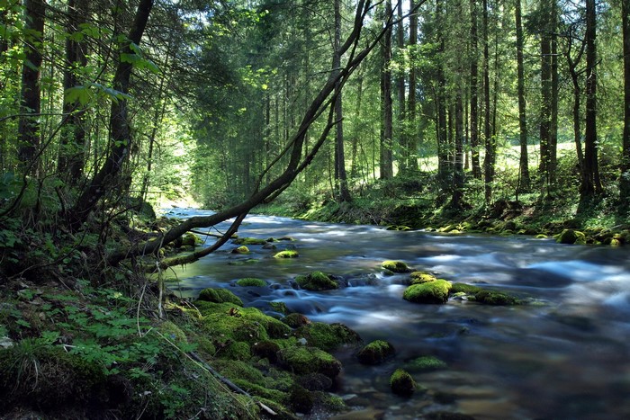 River flowing through a mossy forest in Austria