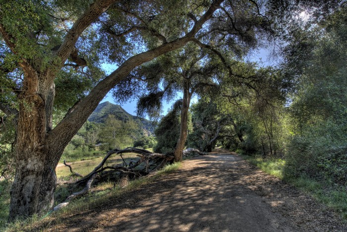 Dirt road through a forest with large trees and mountains in the background