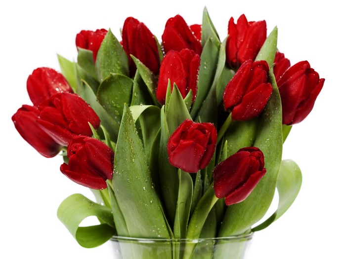 Bouquet of red tulips with water drops
