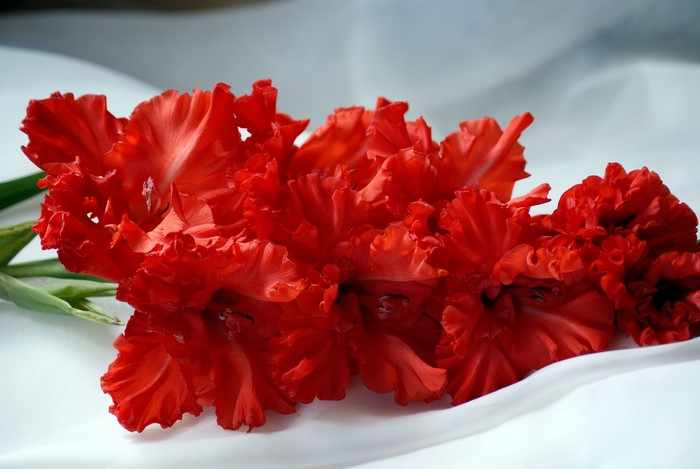Red Gladioluses on White Fabric