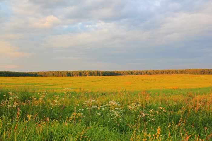 Field of grass with trees and clouds