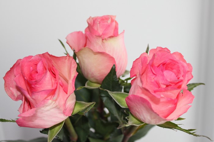 Three pink roses with green leaves