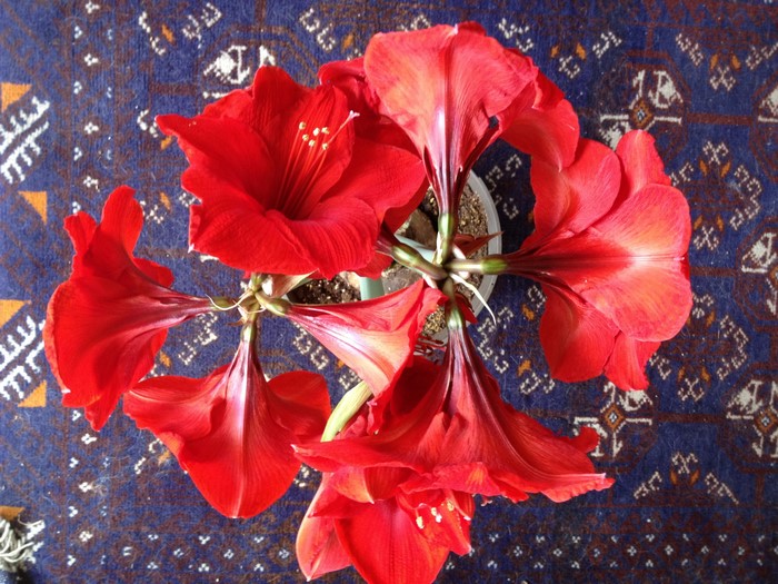 Red Amaryllis flowers on a patterned rug