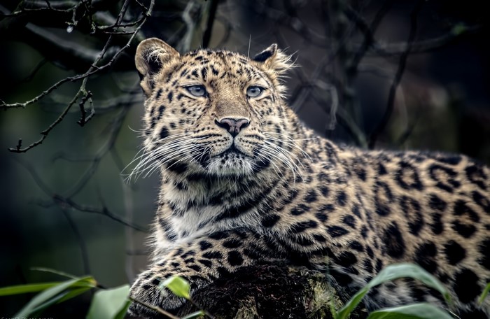 Leopard with blue eyes looking to the side