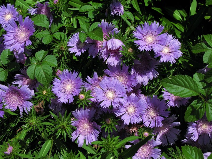 Purple Asters in Bloom