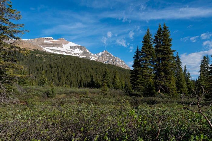 Snow-capped mountains and evergreen forest in Banff National Park, Canada