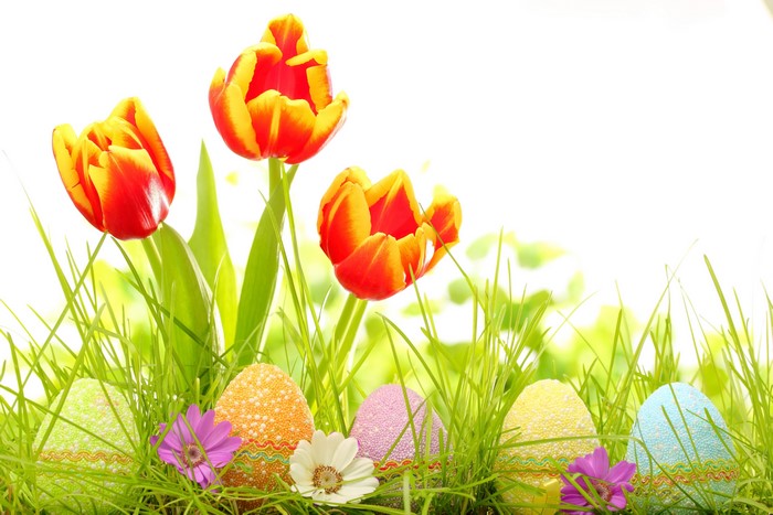 Easter Tulips and Eggs in Grass