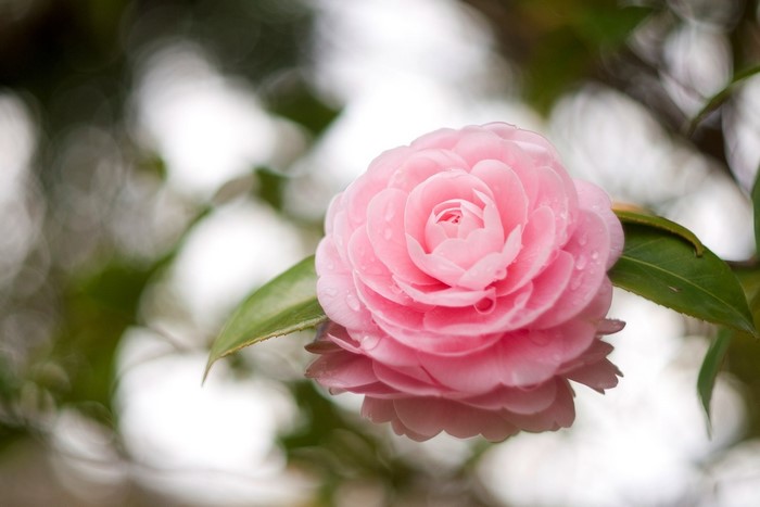 Pink Camellia flower with water droplets