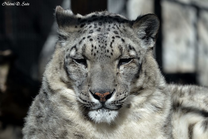 Snow leopard close-up