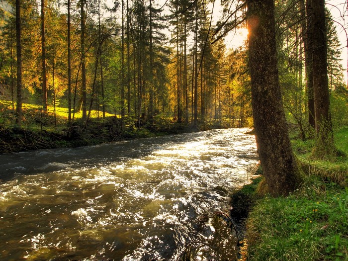 River flowing through a sunlit forest in Austria