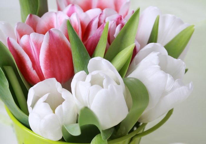 White and pink tulips in a green bucket
