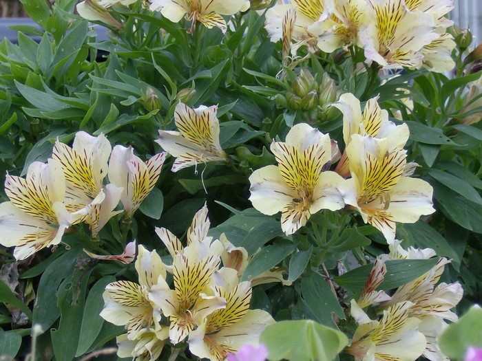 Yellow Alstroemeria flowers with green leaves