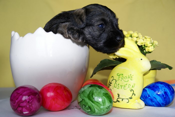 Puppy in an Easter egg with decorations