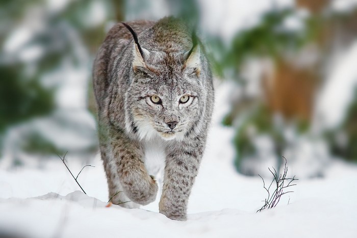 Lynx walking in the snow