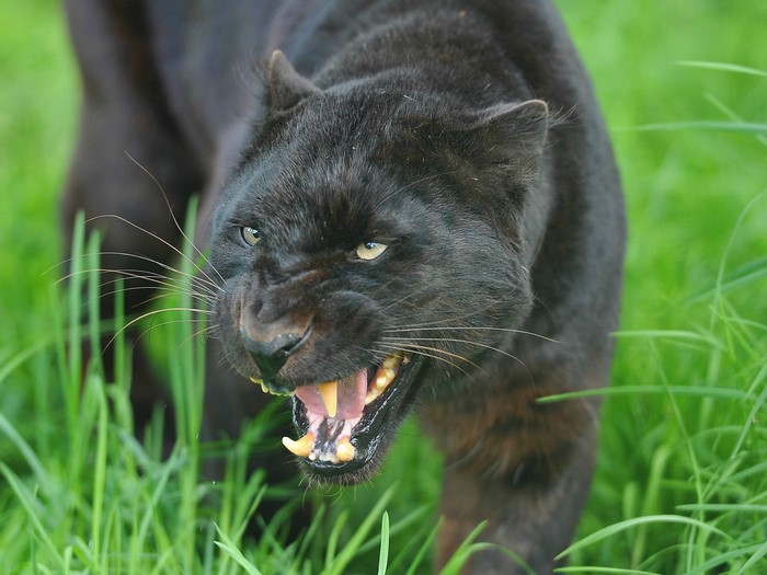 Black Panther snarling in tall green grass
