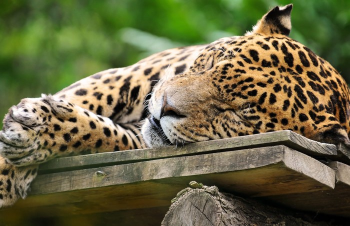 Jaguar sleeping on wooden platform