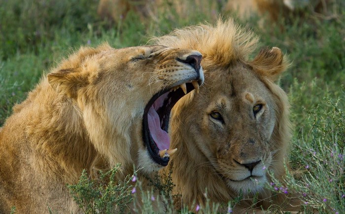 Two lions in a grassy field, one yawning