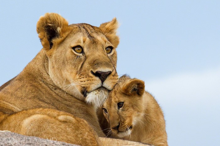 Lioness and cub against a blue sky