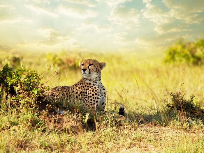 Cheetah resting in a grassy field