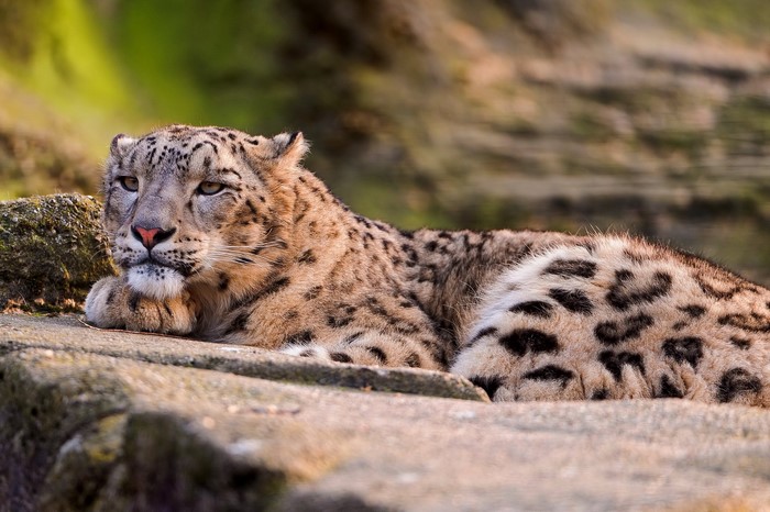 Snow leopard resting on rocks