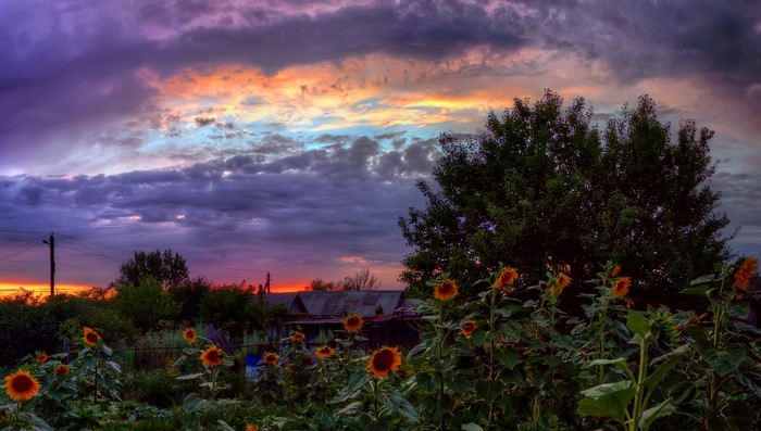 Sunflowers against a dramatic sunset sky