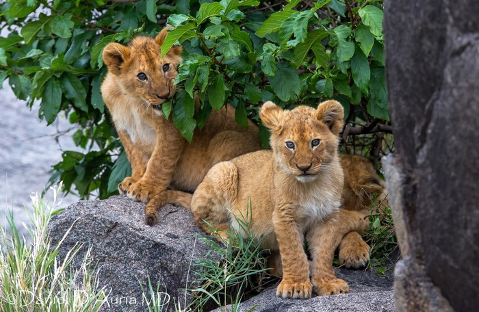 Lion cubs sitting on rocks near foliage