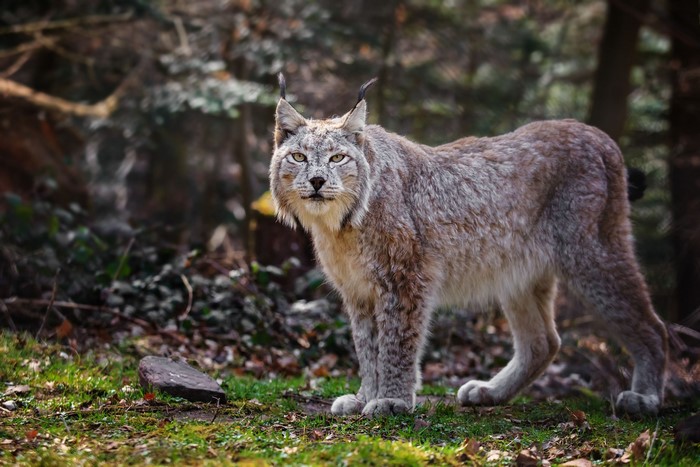 Lynx standing in a forest