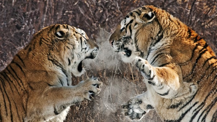 Two tigers fighting in a snowy environment