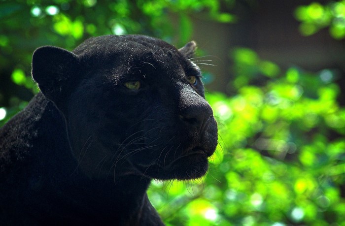Black Panther's Head in Greenery