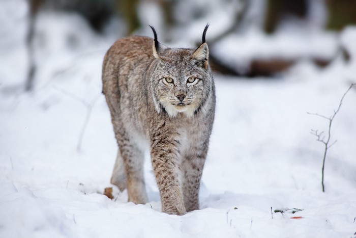 Lynx walking in the snow