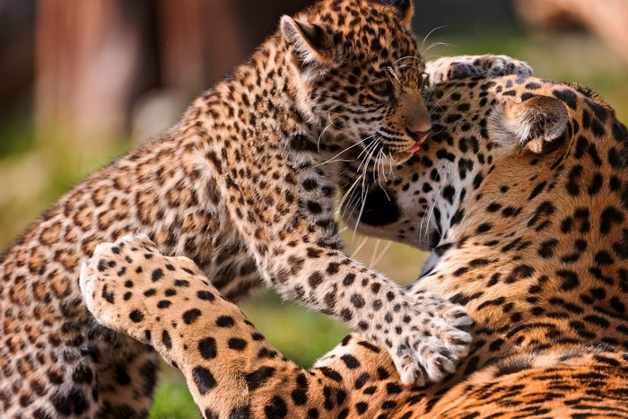 Mother Jaguar and Cub Playing