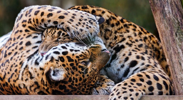 Two Jaguars cuddling together