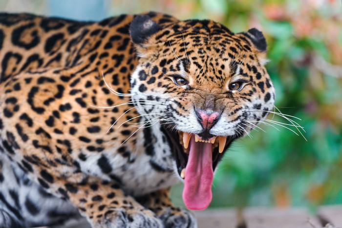 Jaguar roaring with mouth open showing teeth and tongue