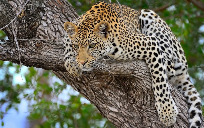 Leopard resting on a tree trunk