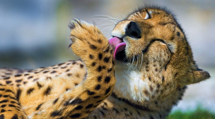 Cheetah licking its paw
