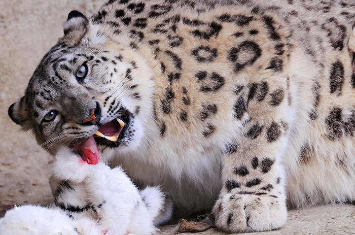 Snow leopard eating prey
