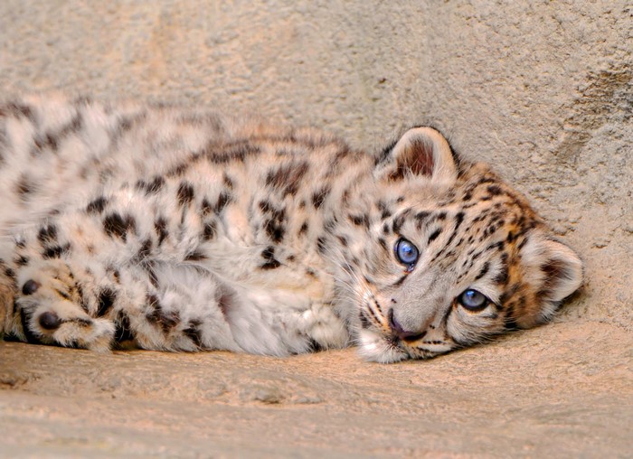 Snow leopard cub with blue eyes lying down