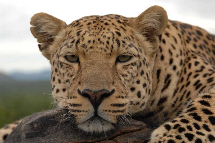 Leopard resting on a rock