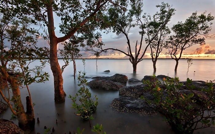 Trees in water at sunset