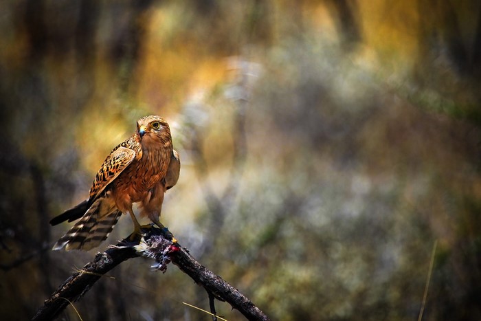 A kestrel perched on a branch with prey