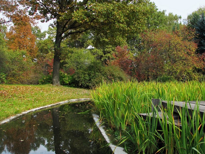Autumn park with a pond and reeds