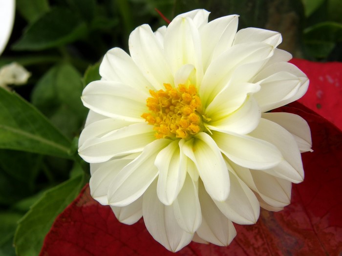 White Dahlia flower with yellow center