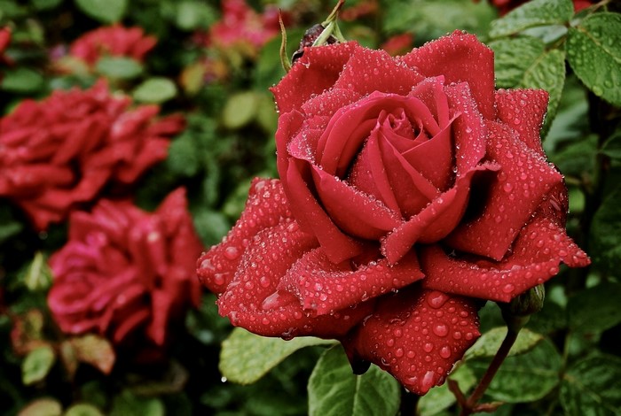 Red roses with water drops