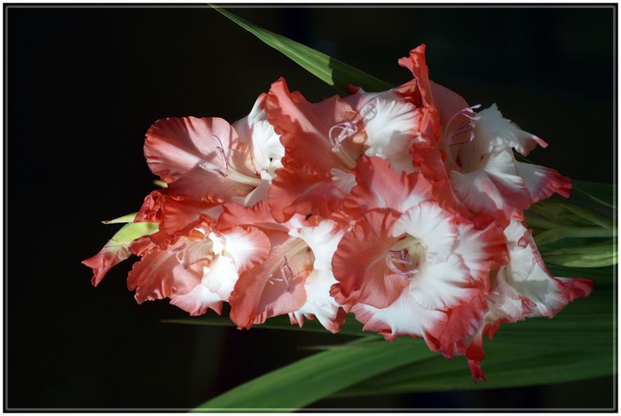 4K Gladioluses