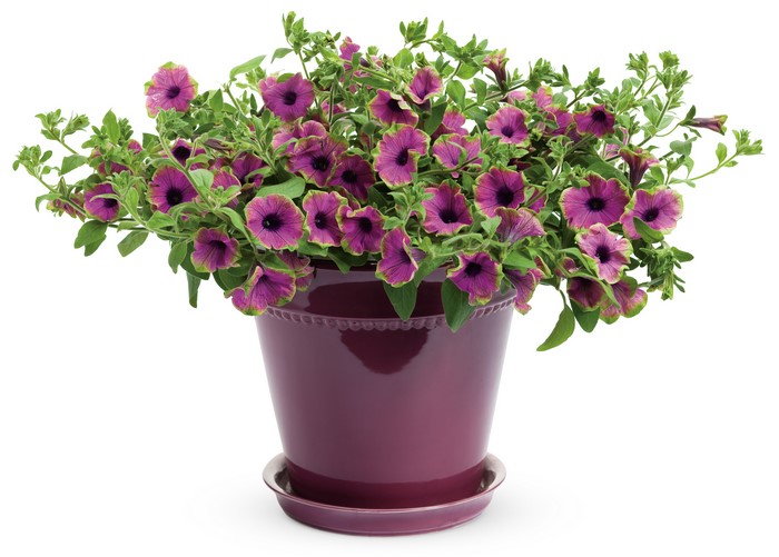 Petunia flowers in a purple pot