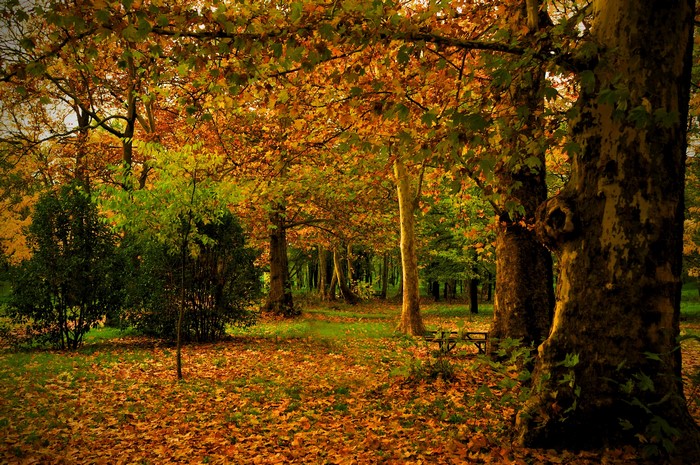 Autumn park with fallen leaves and trees