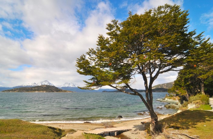 Tree on the coast of Isla Grande de Tierra del Fuego, Ushuaia, Argentina