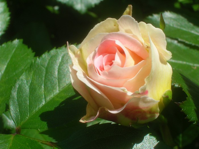A delicate pink and yellow rose bud with green leaves