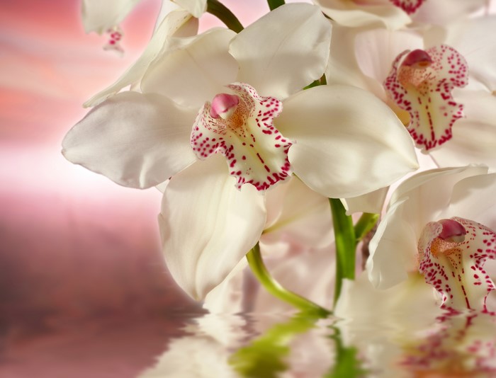 White Orchids with Pink Accents Reflected in Water